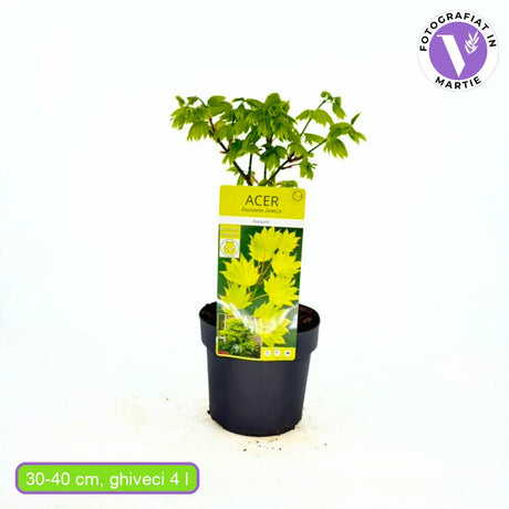 Японски клен Acer palmatum Shirasawanum 'Aureum' – златисто декоративно листо