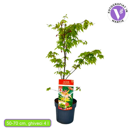Японски клен червен Osakazuki, с интензивночервена зеленина през есента, студоустойчив до -20°C