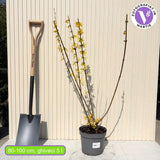 Форзиция (Forsythia spectabilis) – храст с жълти цветове и бърз растеж