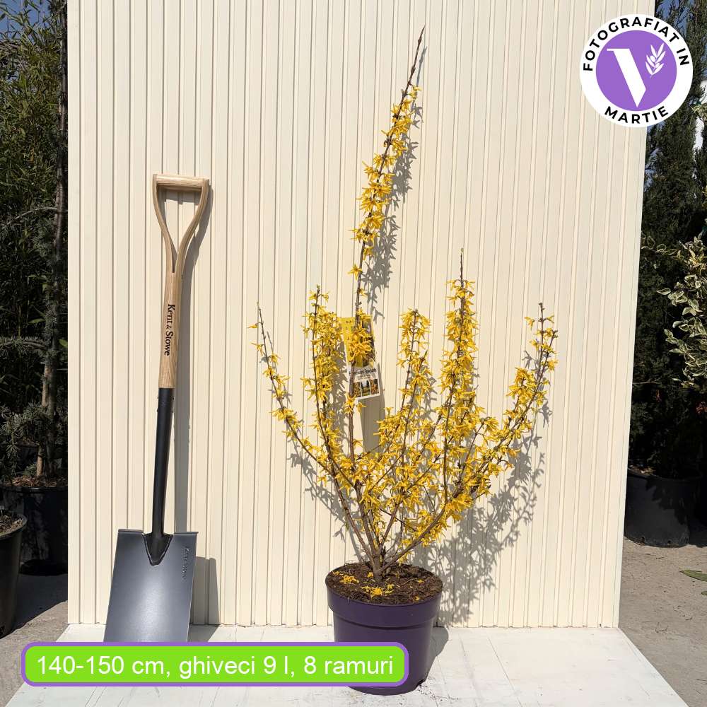 Форзиция (Forsythia spectabilis) – храст с жълти цветове и бърз растеж