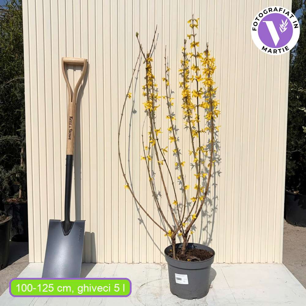 Форзиция (Forsythia spectabilis) – храст с жълти цветове и бърз растеж
