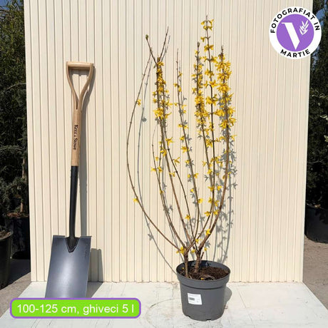 Форзиция (Forsythia spectabilis) – храст с жълти цветове и бърз растеж
