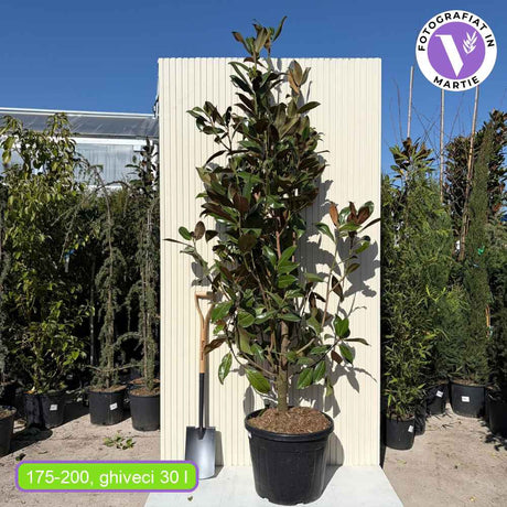 Магнолия Grandiflora Gallisoniensis вечнозелена, с ароматни бели цветове и лъскави листа