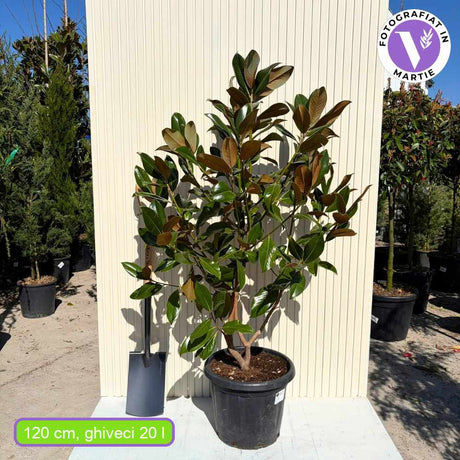 Магнолия Grandiflora Gallisoniensis вечнозелена, с ароматни бели цветове и лъскави листа