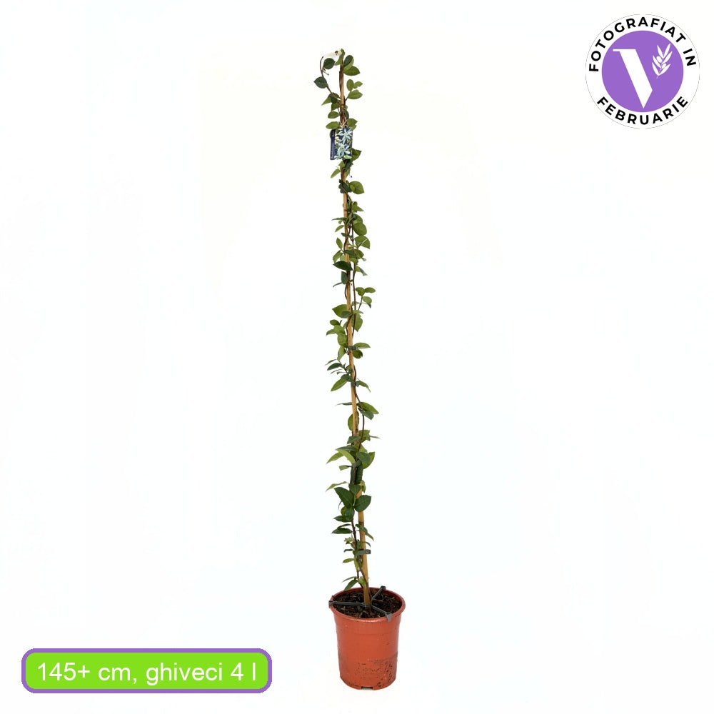 Бяла жасминова звезда (Trachelospermum Jasminoides), катерлива, ароматна, вечнозелена