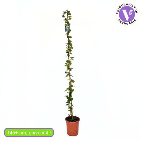 Бяла жасминова звезда (Trachelospermum Jasminoides), катерлива, ароматна, вечнозелена