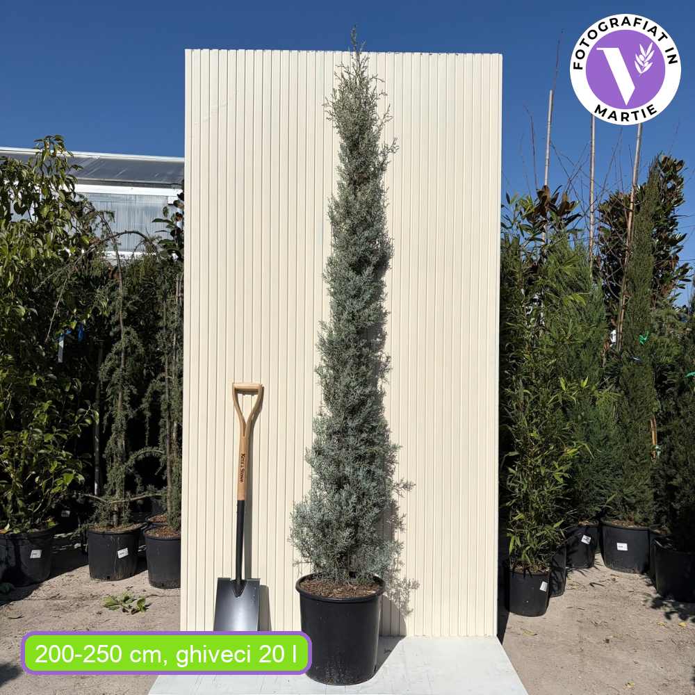 Аризонски сребърен кипарис, със сребриста листна маса