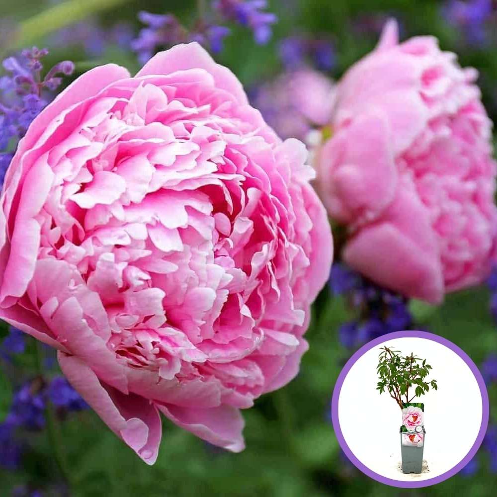 Божур дърво (Paeonia suffruticosa) с розови цветове – декоративен храст с ефектен цъфтеж и деликатен аромат