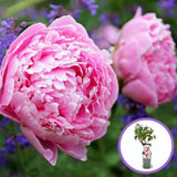 Божур дърво (Paeonia suffruticosa) с розови цветове – декоративен храст с ефектен цъфтеж и деликатен аромат
