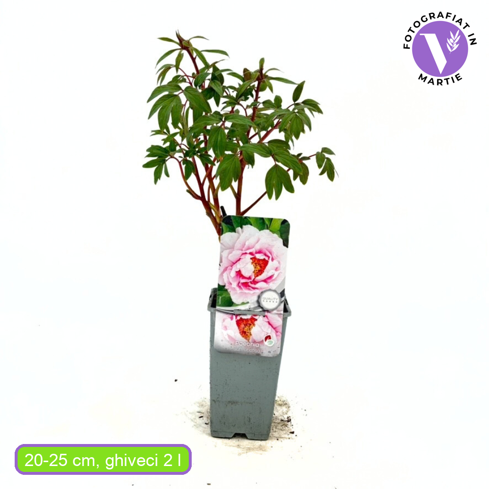 Божур дърво (Paeonia suffruticosa) с розови цветове – декоративен храст с ефектен цъфтеж и деликатен аромат