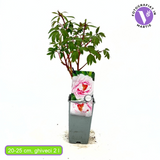 Божур дърво (Paeonia suffruticosa) с розови цветове – декоративен храст с ефектен цъфтеж и деликатен аромат