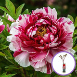 Божур дърво двуцветен (Paeonia suffruticosa) – розово и бяло, зашеметяващ цъфтеж и деликатен аромат