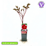 Божур дърво двуцветен (Paeonia suffruticosa) – розово и бяло, зашеметяващ цъфтеж и деликатен аромат