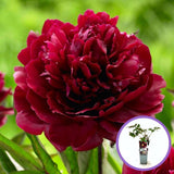 Божур дърво (Paeonia suffruticosa) с тъмночервени цветове – декоративно градинско растение с ефектен цъфтеж