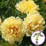 Божур дърво (Paeonia suffruticosa) с жълти цветове – зашеметяващ цъфтеж и деликатен аромат