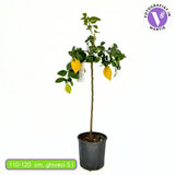 Лимон (Citrus limon) 110–120 см – декоративно овощно дърво, автофертилно, жълти ароматни плодове