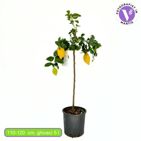Лимон (Citrus limon) 110–120 см – декоративно овощно дърво, автофертилно, жълти ароматни плодове