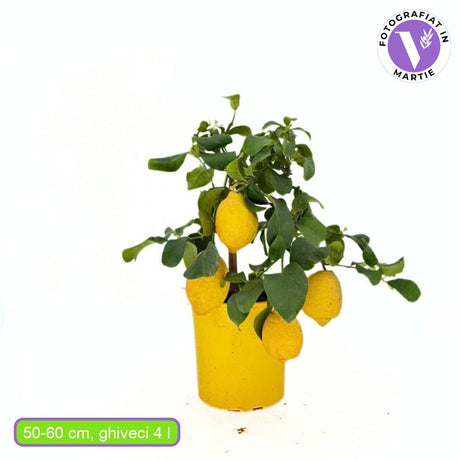 Лимон (Citrus limon) – декоративно овощно дърво с ароматни жълти плодове, 50–60 см