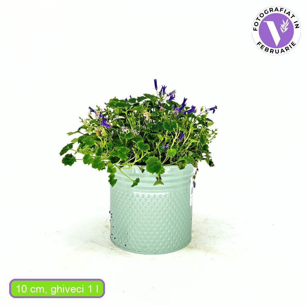 Камбанка (Campanula) Intense Purple, многогодишно растение с виолетови цветове, дълъг цъфтеж, студоустойчиво