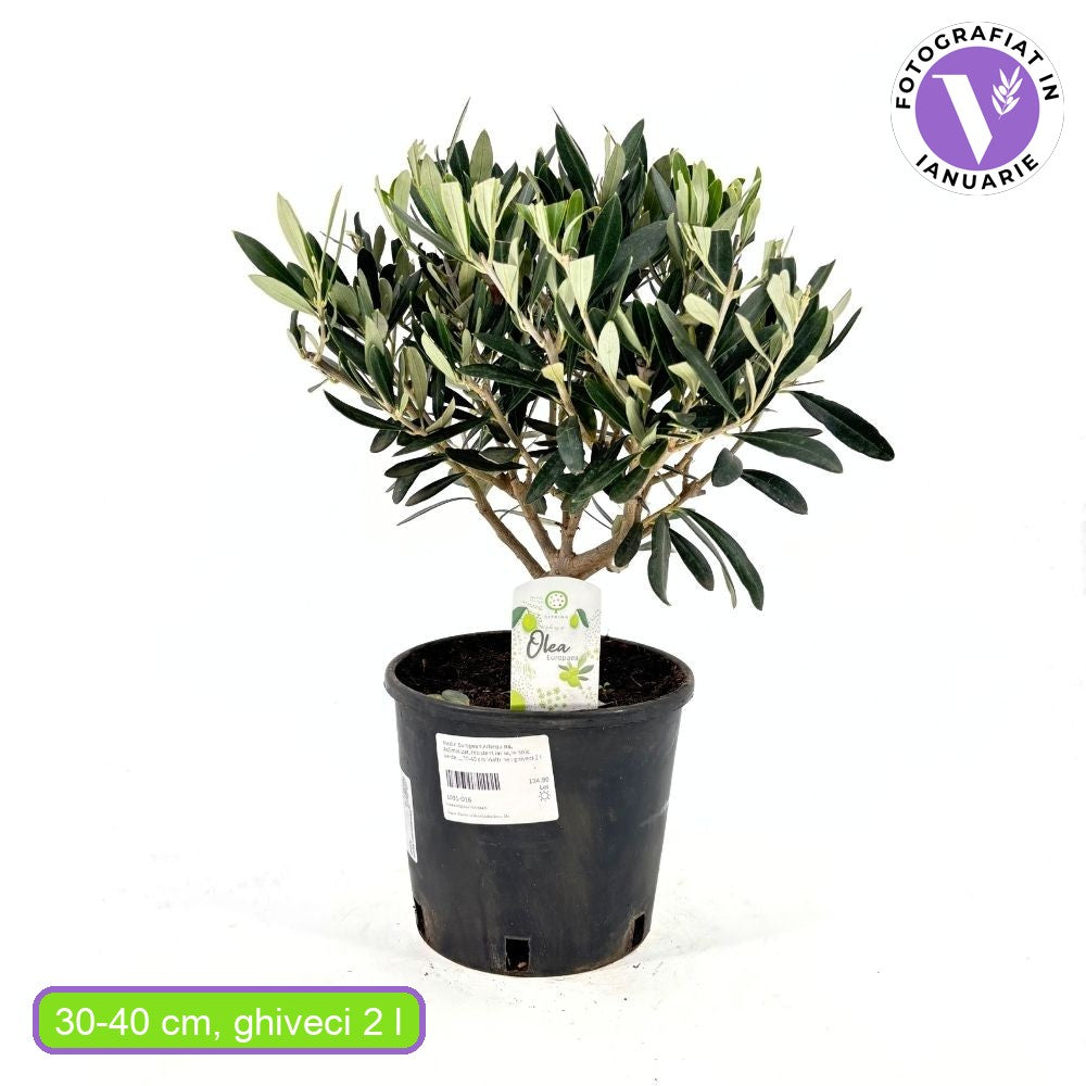 Maslin European Arbequina, Aclimatizat, rezistent iarna, vesnic verde, fructifer, usor de ingrijit, efect mediteranean, 30-40 cm