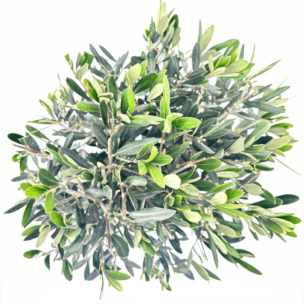 Европейска маслина Arbequina аклиматизирана, зимоустойчива, вечнозелена, плододаваща, лесна за отглеждане, средиземноморски ефект – стъбло 100 см