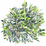 Европейска маслина Arbequina аклиматизирана, зимоустойчива, вечнозелена, плододаваща, лесна за отглеждане, средиземноморски ефект – стъбло 100 см