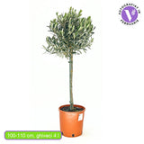 Европейска маслина Arbequina аклиматизирана, зимоустойчива, вечнозелена, плододаваща, лесна за отглеждане, средиземноморски ефект – стъбло 100 см