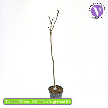 Норвежки глобуларен клен (Acer Platanoides Globosum)