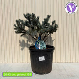 Смърч Сребрист Джуджест Globular (Glauca Globosa) – със сини-сребристи иглички