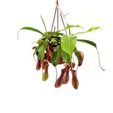 Хищно растение Nepenthes Alata 'Monkey Jars' – екзотична тропическа стайна красавица – 30-40 см