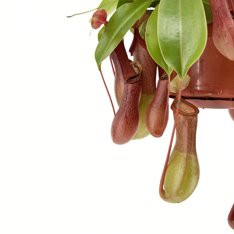 Хищно растение Nepenthes Alata 'Monkey Jars' – екзотична тропическа стайна красавица – 30-40 см