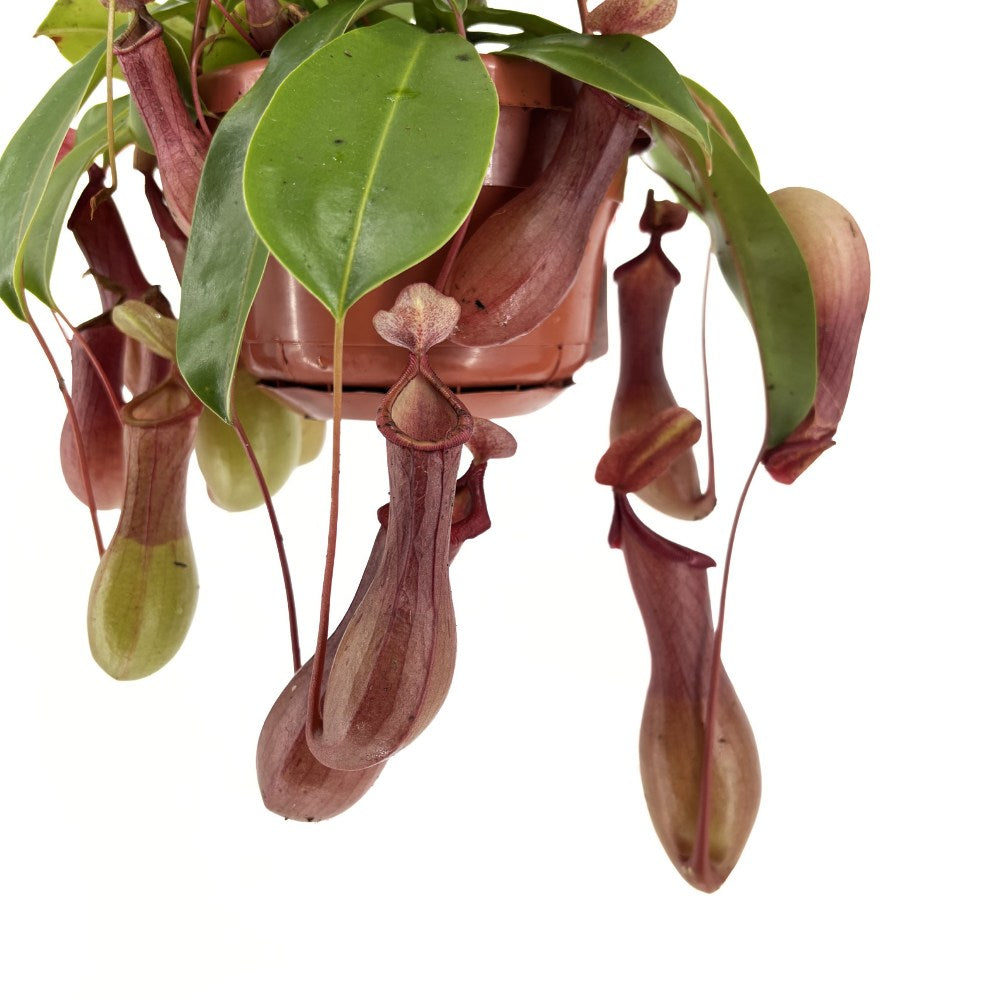 Хищно растение Nepenthes Alata 'Monkey Jars' – екзотична тропическа стайна красавица – 30-40 см