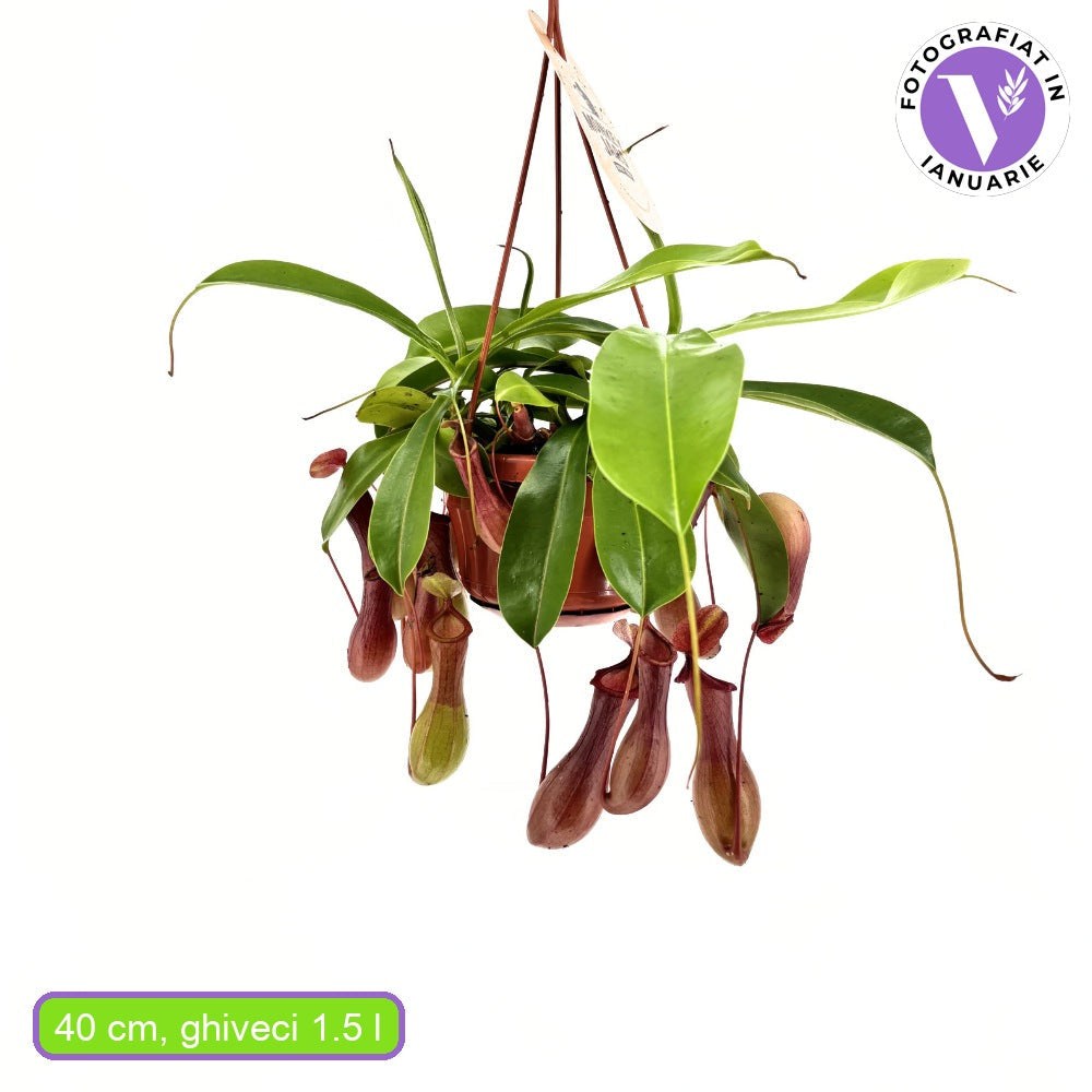 Хищно растение Nepenthes Alata 'Monkey Jars' – екзотична тропическа стайна красавица – 30-40 см