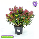 Liliac Japonez (Skimmia Perosa), arbust vesnic verde, flori parfumate si fructe decorative