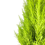Chiparos de Lamaie Goldcrest Wilma, conifer decorativ auriu, forma piramidala, crestere compacta, rezistenta la taiere si parfum placut de lamaie