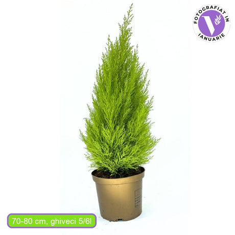 Лимонов кипарис Goldcrest Wilma, златист декоративен иглолистен, пирамидална форма, компактен растеж, устойчив на подрязване, с приятен лимонов аромат