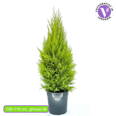 Лимонов кипарис Goldcrest Wilma, златист декоративен иглолистен, пирамидална форма, компактен растеж, устойчив на подрязване, с приятен лимонов аромат