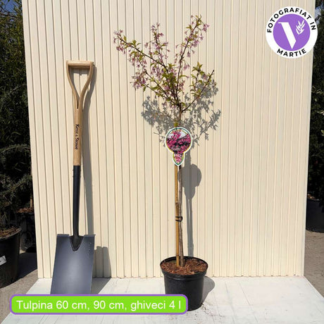 Сакура, японска череша Okame, с яркорозови цветове