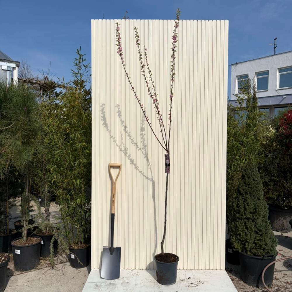 Японски декоративен бадем Prunus triloba – зрелищни двойни розови цветове, студоустойчив до –25°C