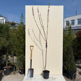 Японски декоративен бадем Prunus triloba – зрелищни двойни розови цветове, студоустойчив до –25°C