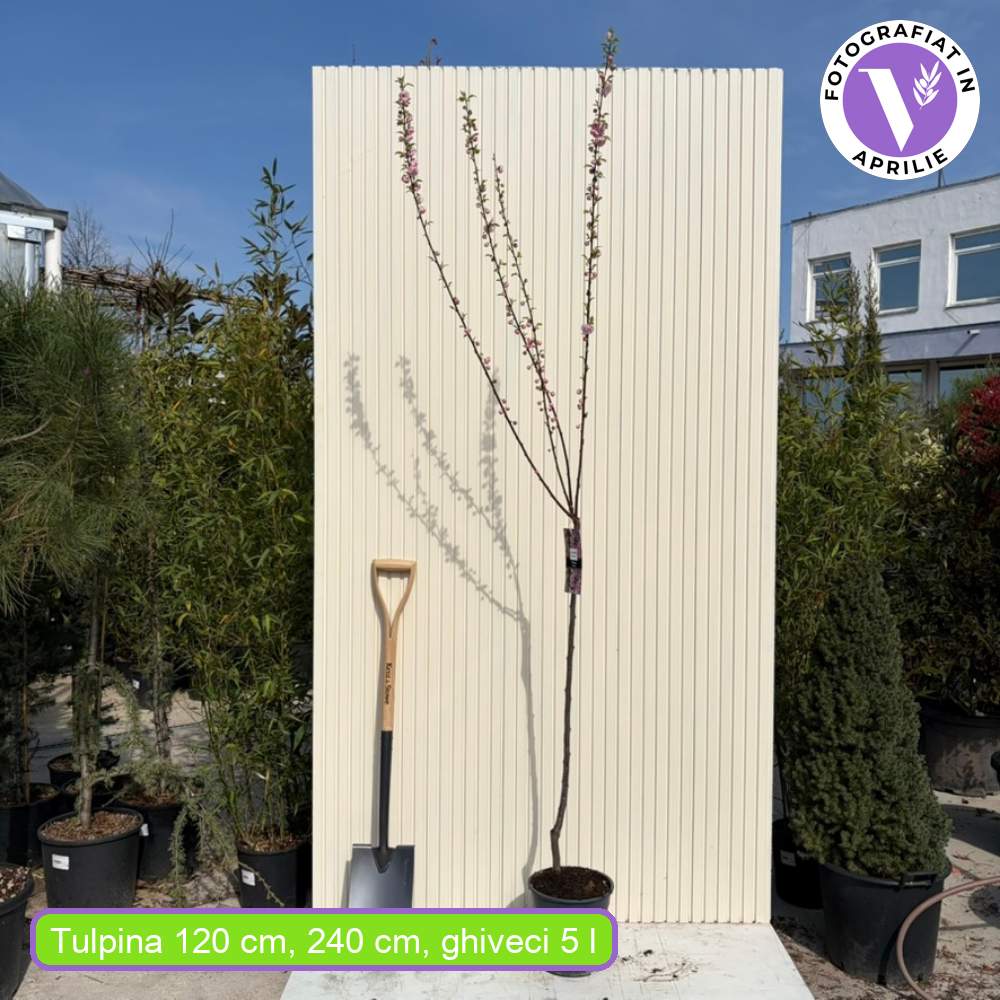 Японски декоративен бадем Prunus triloba – зрелищни двойни розови цветове, студоустойчив до –25°C
