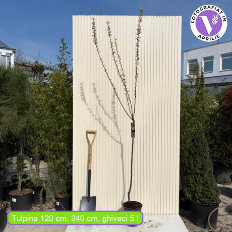 Японски декоративен бадем Prunus triloba – зрелищни двойни розови цветове, студоустойчив до –25°C