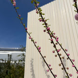 Японски декоративен бадем Prunus triloba – зрелищни двойни розови цветове, студоустойчив до –25°C