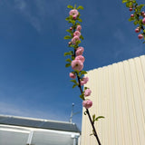Японски декоративен бадем Prunus triloba – зрелищни двойни розови цветове, студоустойчив до –25°C