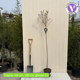 Японска декоративна череша Prunus nipponica 'Brilliant' – компактна сакура с бяло-розов цвят