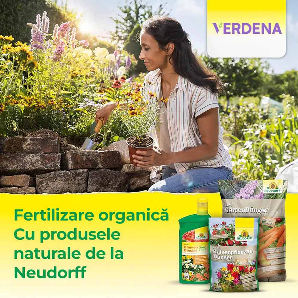Органичен тор Neudorff Azet за Хортензии, Камелии и Бугенвилия, 1.75 kg – Интензивно Цъфтене и Здрави Корени