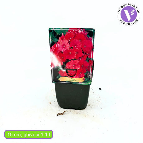 Флокс Phlox paniculata 'Tenor' – ароматни червено-магента цветове, многогодишно растение