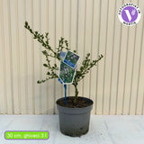 Калифорнийски люляк Victoria (Ceanothus impressus) – вечнозелен храст със сини цветове