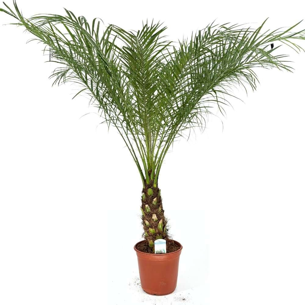 Палма джудже финикова (Phoenix Roebelenii), 90-100 см, декоративна джудже палма за интериор и тераса