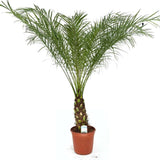 Палма джудже финикова (Phoenix Roebelenii), 90-100 см, декоративна джудже палма за интериор и тераса